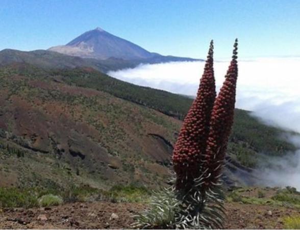 Casa Rural Alessia With Jacuzzi ,Garden & Swimming Pool Santa Cruz de Tenerife Ngoại thất bức ảnh